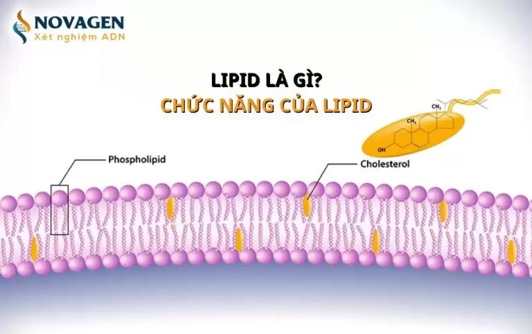 Tìm hiểu một số thông tin cơ bản về lipid
