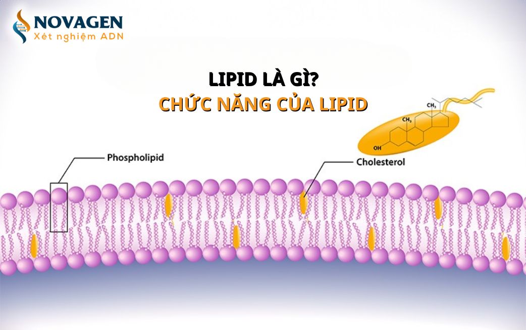 Tìm hiểu một số thông tin cơ bản về lipid