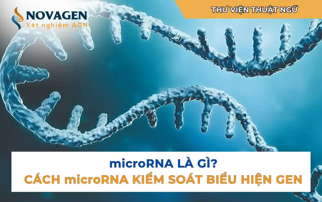 microRNA là gì?