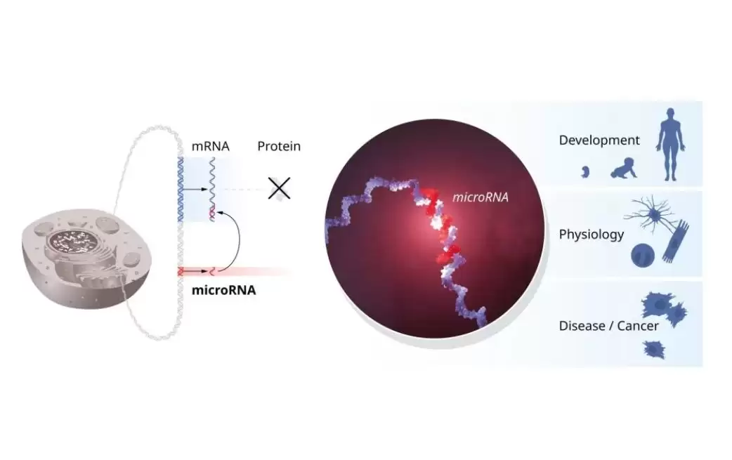 microRNA và bệnh tật