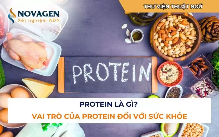 Protein là gì? Vai trò của protein đối với sức khỏe