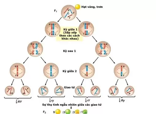 Quy luật di truyền phân ly độc lập