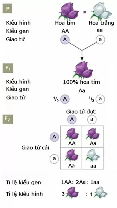 Quy luật di truyền phân ly