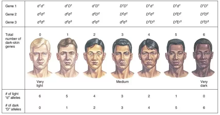 Tính trạng đa gen quyết định đến màu da của mỗi người