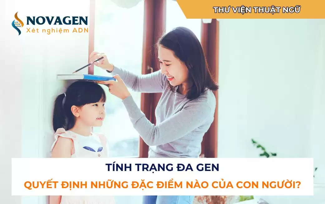 Tính trạng đa gen quyết định những đặc điểm nào của con người