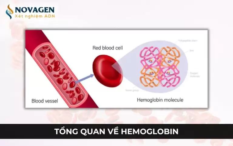 Tổng quan về Hemoglobin – Một loại protein chứa sắt