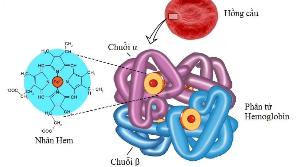 Cấu trúc của Hemoglobin