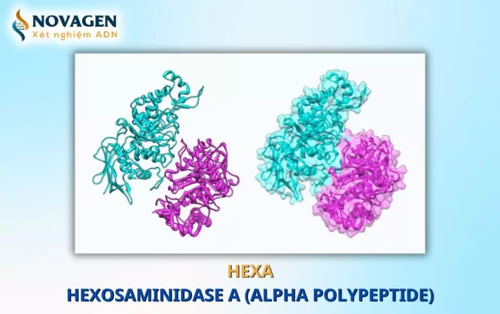 Tổng quan về HEXA – Hexosaminidase A (alpha polypeptide)