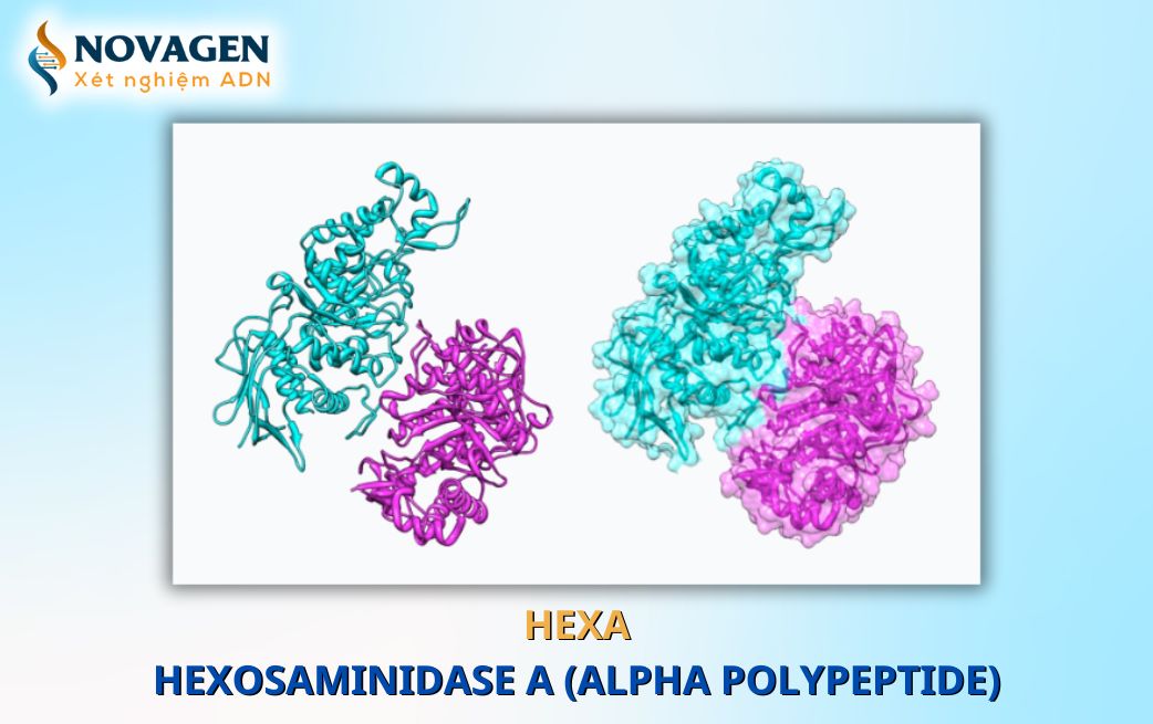 Tổng quan về HEXA - Hexosaminidase A (alpha polypeptide)