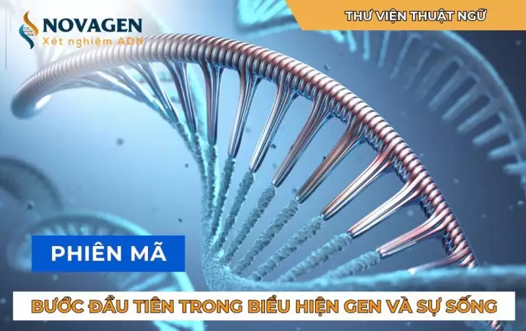 Phiên mã: Bước đầu tiên trong biểu hiện gen và sự sống
