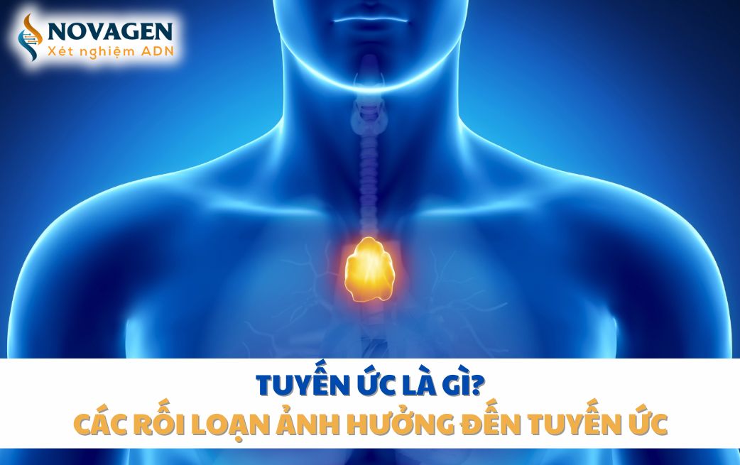 Tuyến ức là gì? Các rối loạn ảnh hưởng đến tuyến ức