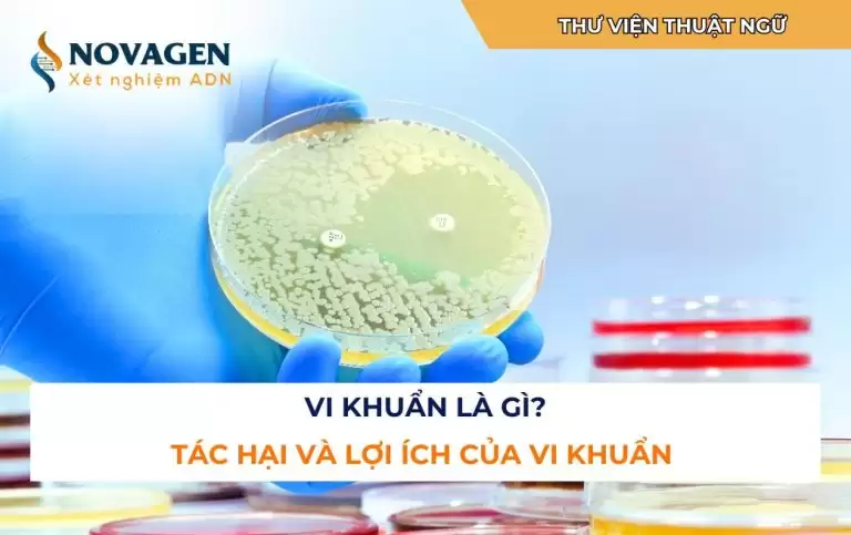 Vi khuẩn là gì? Tác hại và lợi ích của vi khuẩn trong đời sống con người