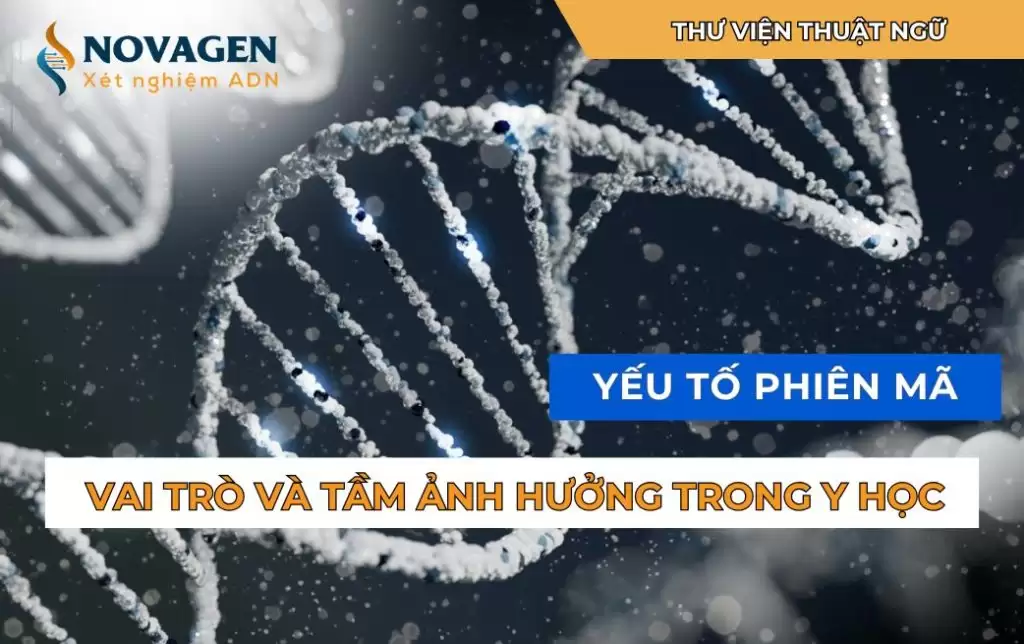 Yếu tố phiên mã: Vai trò và tầm ảnh hưởng trong y học