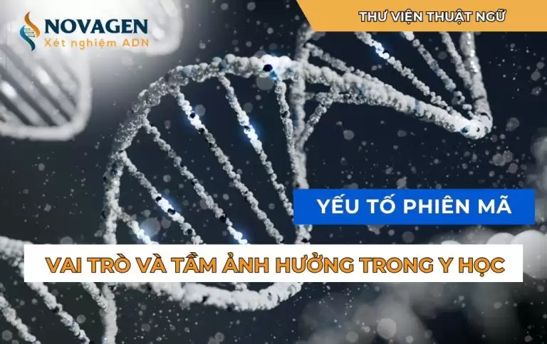 Yếu tố phiên mã: Vai trò và tầm ảnh hưởng trong y học