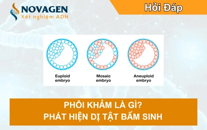 Phôi khảm là gì? Hiểu đúng về phôi thể khảm trong IVF