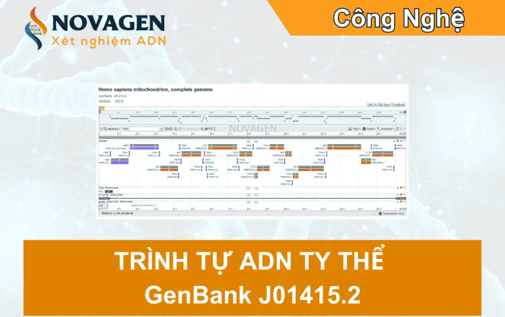 Trình tự ADN ty thể ở người – Ứng dụng trong nghiên cứu và xác định huyết thống