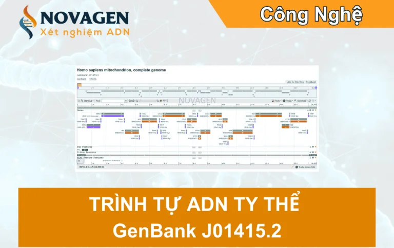 Trình tự ADN ty thể ở người – Ứng dụng trong nghiên cứu và xác định huyết thống