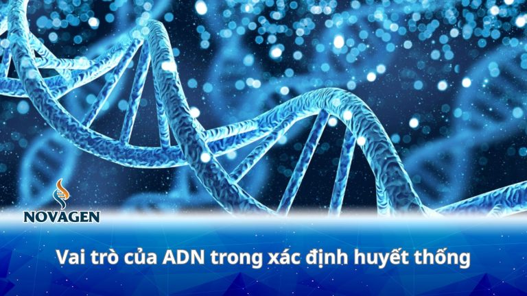 Vai trò của ADN trong xác định huyết thống và những điều cần biết