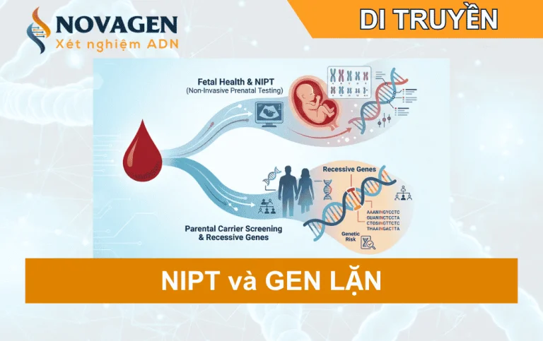 Xét nghiệm gen lặn và NIPT khác nhau như thế nào