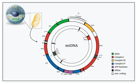 adn ty thể mtdna