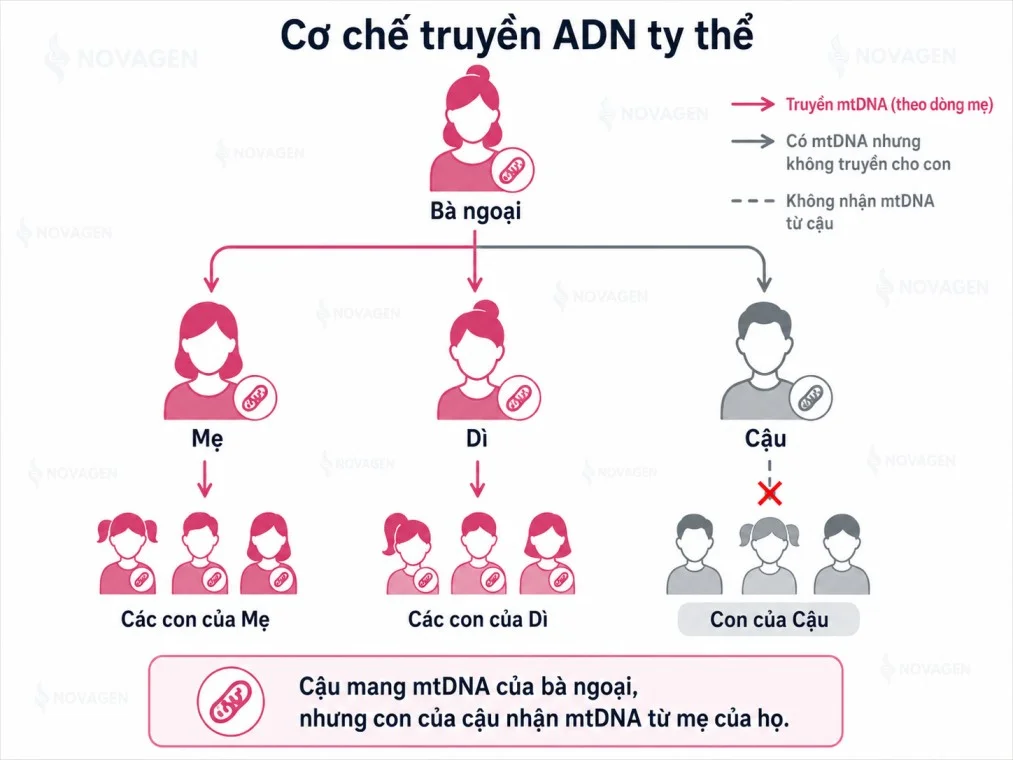 Sơ đồ ADN ty thể truyền từ bà ngoại cho mẹ, dì, cậu và tiếp tục qua các con gái trong dòng mẹ.
