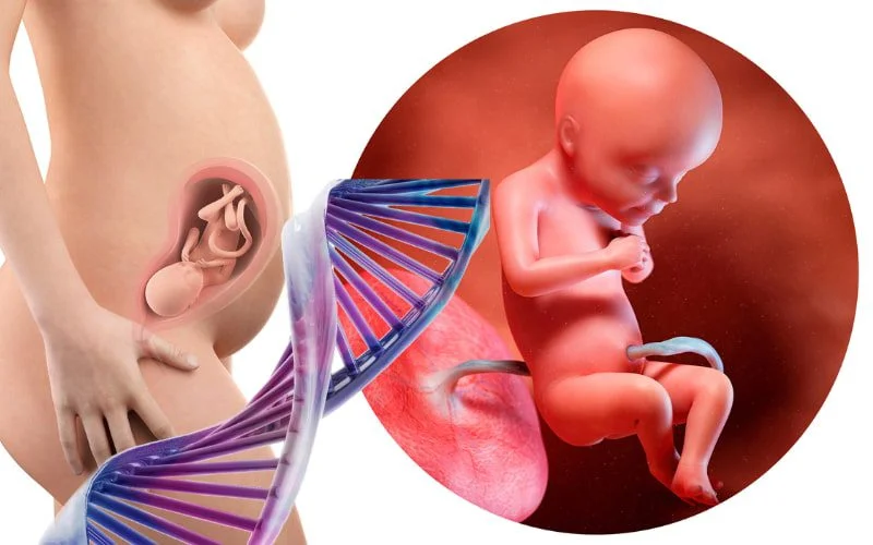 Xét nghiệm ADN thai nhi cần thực hiện đúng thời điểm để có kết quả chính xác